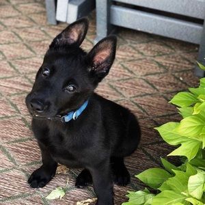 Meet your Posher, Ryan